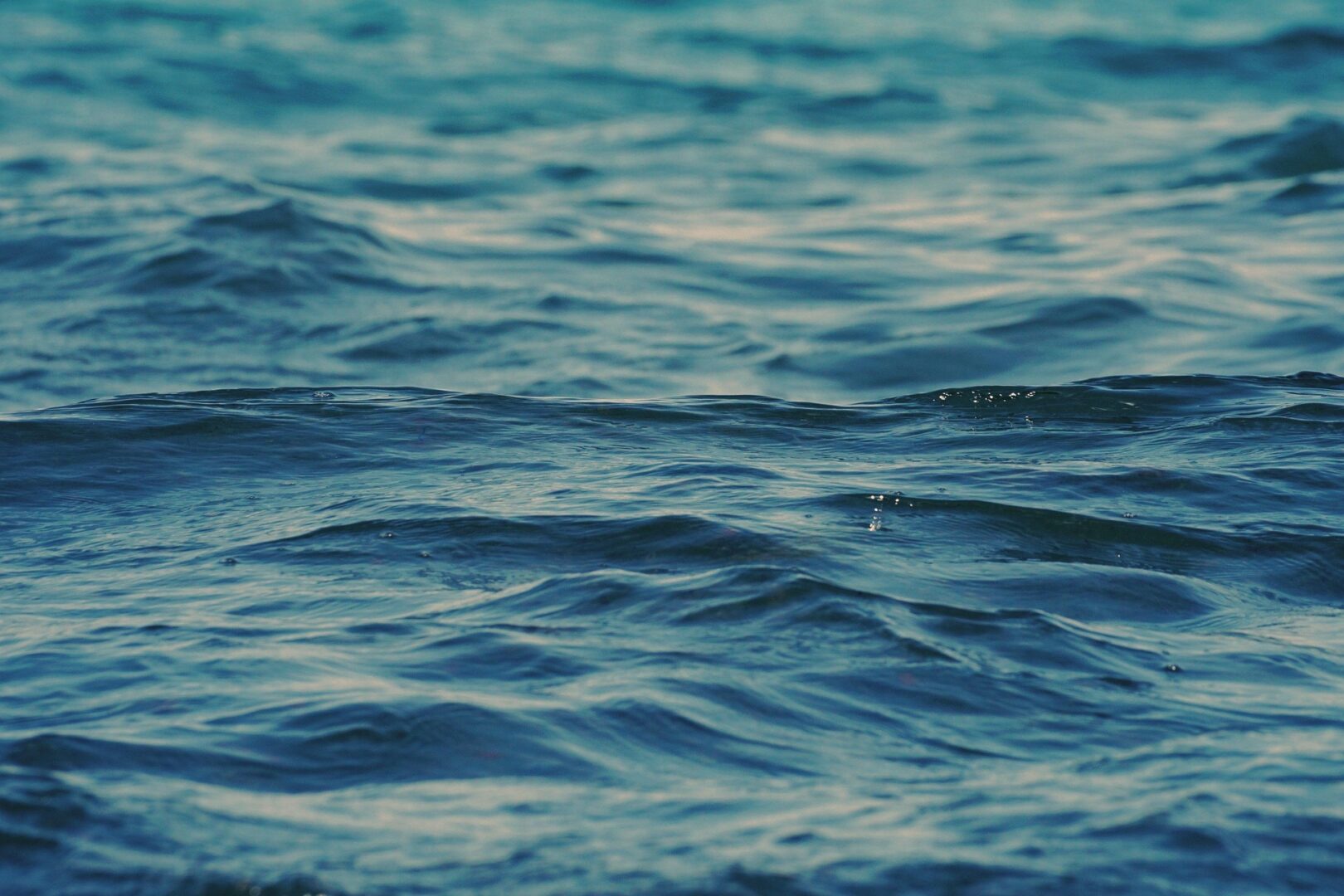 kranich17-water-6901805_1920